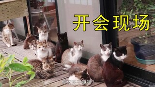 在日本猫岛如何吸引一群猫的注意力