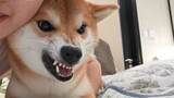【Cute Pets】With a cute dog