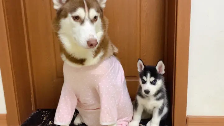 Pet|When Husky is small