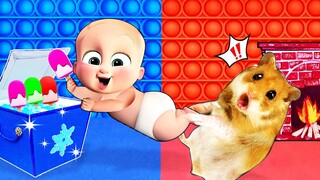 Boss Baby Hamster, Hot vs Cold Pop It Is It the Best? - Cartoon Hamster by Life Of Pets Hamham