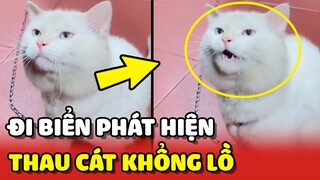 Thanh niên Mèo lần đầu ĐI BIỂN tưởng là THAU CÁT khổng lồ 😂 | Yêu Lu