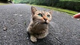 [Động vật] Tương tác với mèo hoang