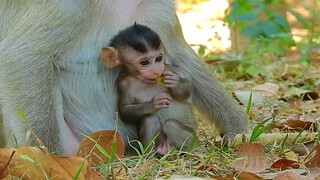 Adorable Baby Monkey Very Strongly To Walking, How Baby Monkey Do Like That