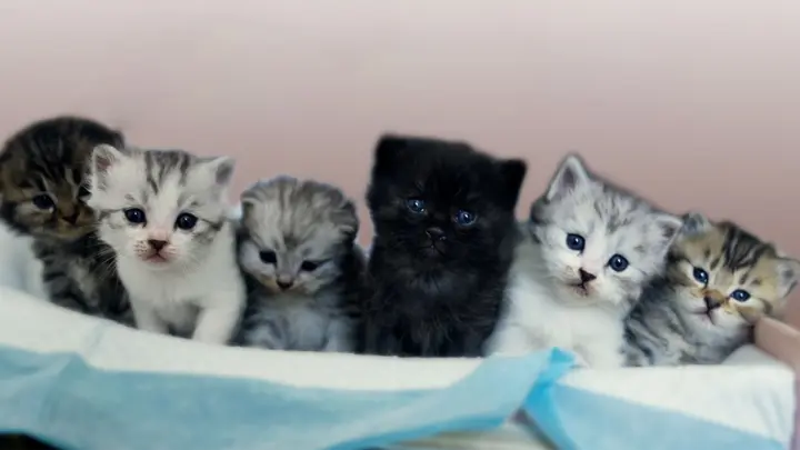 50元的狸花猫与00元的英短猫 究竟会生出什么样的小猫咪 Bilibili