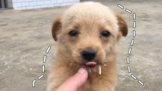 [Dogs Clip] ลูกสุนัขพวกนี้ช่างกล้าจริง ๆ มาขออาหารกินทุกวัน น่ารักจัง