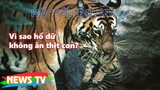 Hổ ‘yêu đương’ thế nào, Vì sao hổ dữ không ăn thịt con?