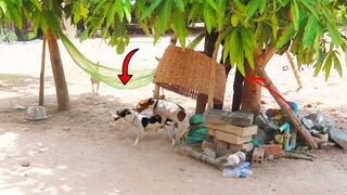 [Best New Prank] Handmade Basket Prank Dog - watch Happy Laugh 😂 🤣