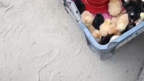 মুরগির বাচ্চা, হাঁসের বাচ্চা