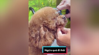 Mần đẹp đi cầu hốn với baba thucung LearnOnTikTok poodlecute lamdep