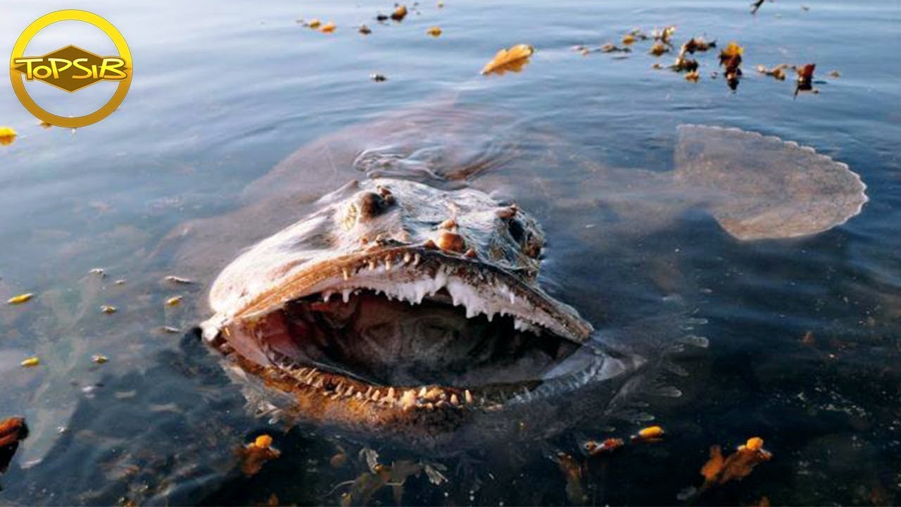 10 สัตว์โลกใต้มหาสมุทรที่อันตรายที่สุดในโลก (ระวังด้วยนะ!!) - Bilibili