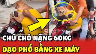 Bắt gặp CHÚ CHÓ NẶNG 60KG được bố mẹ CHỞ ĐI DẠO ngoài đường bằng xe máy 😂 | Yêu Lu