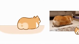 Corgi ass~ Aku akan duduk saat aku lelah~~