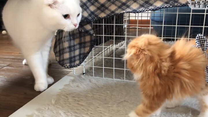 Kẻ mới đến kiêu ngạo? Hai chú mèo lần đầu gặp nhau.