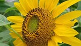 Sunflower and insect