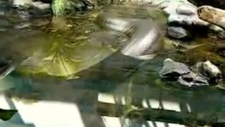 worlds largest anaconda...