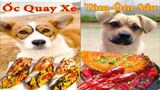 Thú Cưng TV | Bông ham ăn Bí Ngô Cute #55 | Chó thông minh vui nhộn | Pets cute smart dog