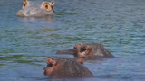 The 'Beauty' Regime of Hippos