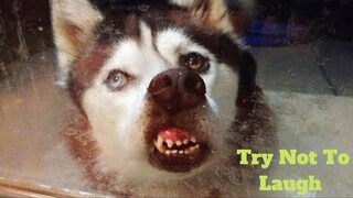 💥Ultimate Try Not To Laugh Viral Weekly😂💥of 2020 | Funny Animal Videos👌