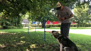 Siberian Husky Agility Training