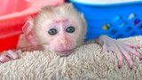 Most Adorable Baby Monkey!! Wow, Tiny Luca is So Cute Waiting For Mom To Take A Bath