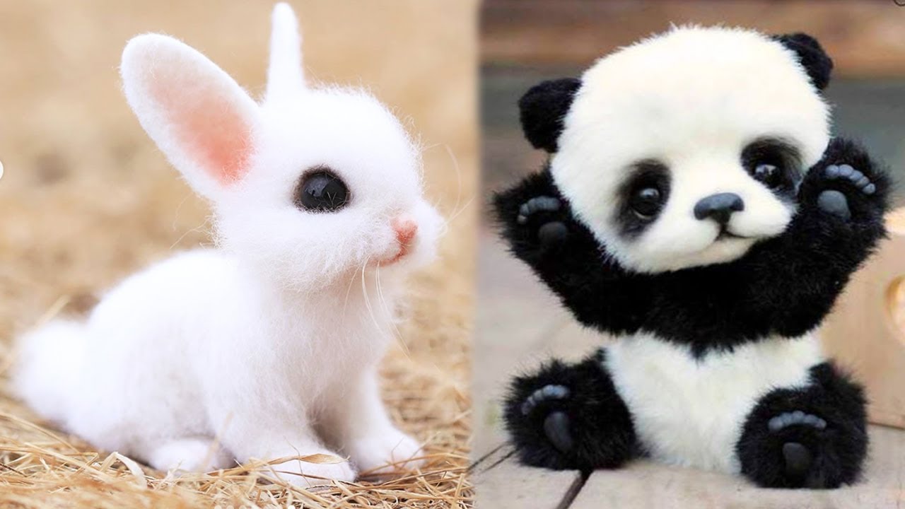 Khám phá cute animal video Truy cập miễn phí nhiều loài động vật đáng yêu