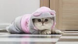 Fashion cat | Dimmi KING | Cute silver kitten | The most adorable