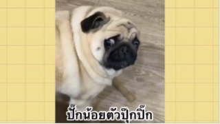 เพื่อนตัวน้อย สัตว์เลี้ยงแสนซน : ปั๊กน้อยตัวปุ๊กปิ๊ก