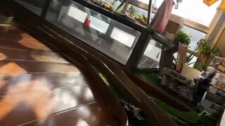Bisakah alat penggerak yang kuat itu membunuh lagi? Elang Zhentian dengan sengit bertarung melawan K