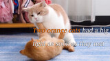 แมวส้มทั้งสองพบกันครั้งแรกก็เริ่มต่อสู้!