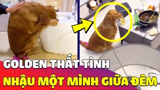 Chú chó Golden 'THẤT TÌNH', ngồi nhậu một mình giữa đêm khiến con Sen 'RỚT NƯỚC MẮT' 😅 Gâu Đần