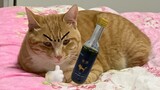 【Animal Circle】Do not feed your cats wine. Drunk cats are scary!