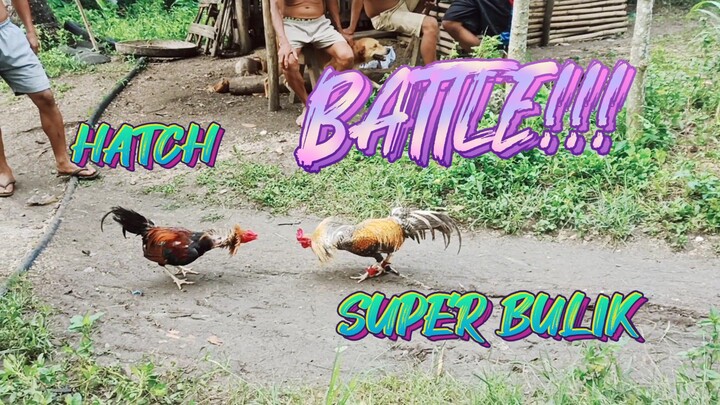 HATCH COCK VS SUPER BULIK STAG       SPAR!!