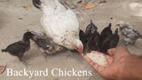 Backyard Chickens feeding