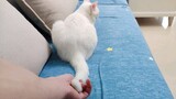 Tuyệt Đối Đừng Kéo Đuôi Mèo Khi Nó Đang Bọc Lấy Móng