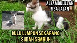 Alhamdulillah Bikin Haru Anak Kucing Lumpuh Akhirnya Sembuh Dan Bisa Jalan.!