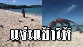 @Awesome Videos นาทีระทึก! สาวเล่นโยคะกลางหาด ก่อนถูกอีกัวน่ากัดนิ้วจนกรี๊ดลั่น