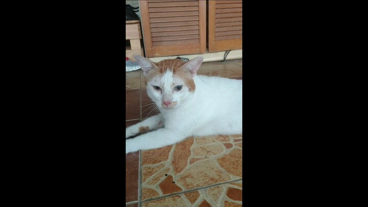 Kucing nugget 2024