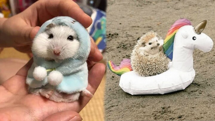 Most Cutest Pets In The World 2021 | Cute Baby Animals Doing Funny Things |  Cute Puppies And Kittens - Bilibili