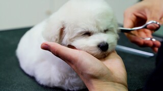 Anjing Kecil Enam Bulan Datang Potong Bulu di Toko, Tatapannya Imut