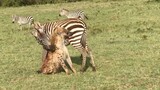 Zebra bites back
