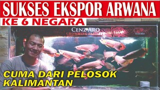 EKSPOR ARWANA SUPER RED KE 6 NEGARA CUMA DARI PELOSOK TERPENCIL DI PINGGIR SUNGAI