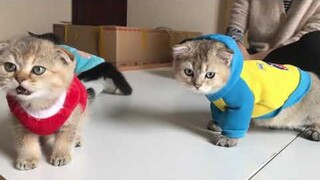 Khoe áo mùa đông mặc cho các bé mèo Anh lông ngắn của Tiệm Mèo Sen P.2/2