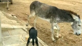 Anjing galak pada keledai, keledai lalu menendangnya!