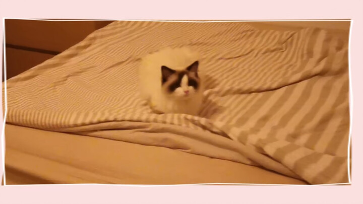 [Ragdoll] Mèo cưng đang đợi bạn ở trên giường đó
