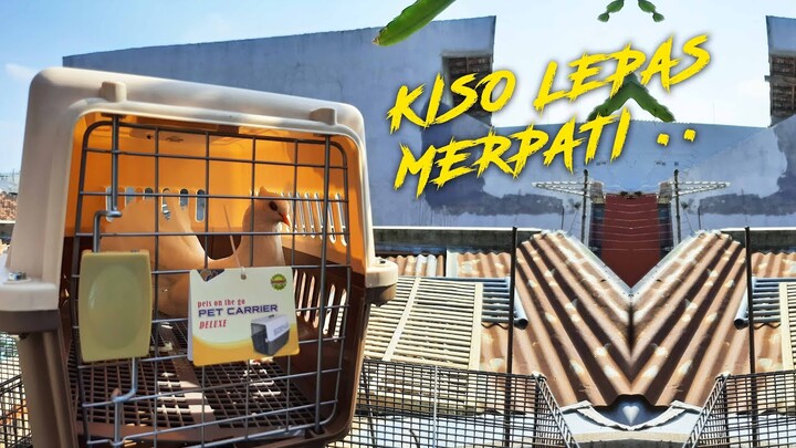 REKOMENDASI PET CARGO | PENGGANTI KISO LEPAS MERPATI | DONDANG LEPAS MERPATI
