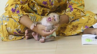Adorable baby monkey maki love to play with mom When mom is busy Training lesson to brother