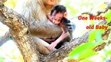 Two Mother Monkeys Have Newborn Babies with Similar Ages