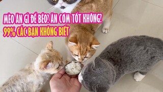 Mèo Ăn Cơm Tốt Không? Mèo Ăn Gì Để Béo? | 99% Các Bạn Không Biết