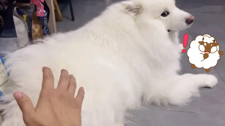 How springy the butt of my Samoyed dog is!