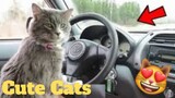 Cutest Cats Weekly LOL😂🙃 of 2019 | Funny Animal Videos😻🔥👌